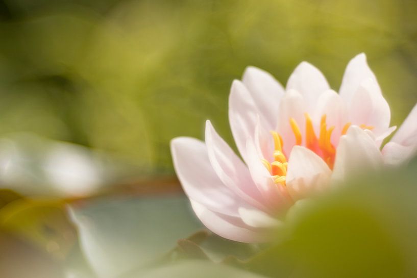Seerose von Janny Kleijn