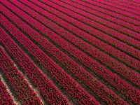 Holländisches Tulpenfeld