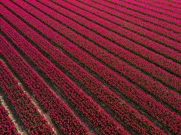 Champ de tulipes néerlandais sur Bas van der Gronde