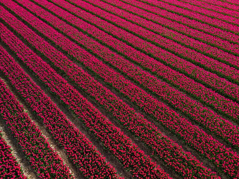 Holländisches Tulpenfeld von Bas van der Gronde