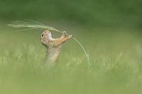 Gopher
