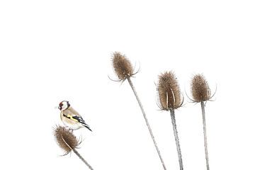Goldfinch in winter by Guido Rooseleer