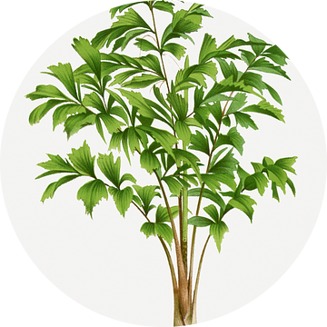Palmplant | Carytota Sobolifera van Peter Balan