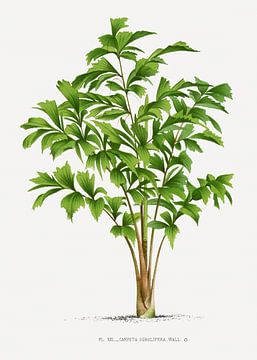 Botanische Illustration Palme | Carytota Sobolifera von Peter Balan