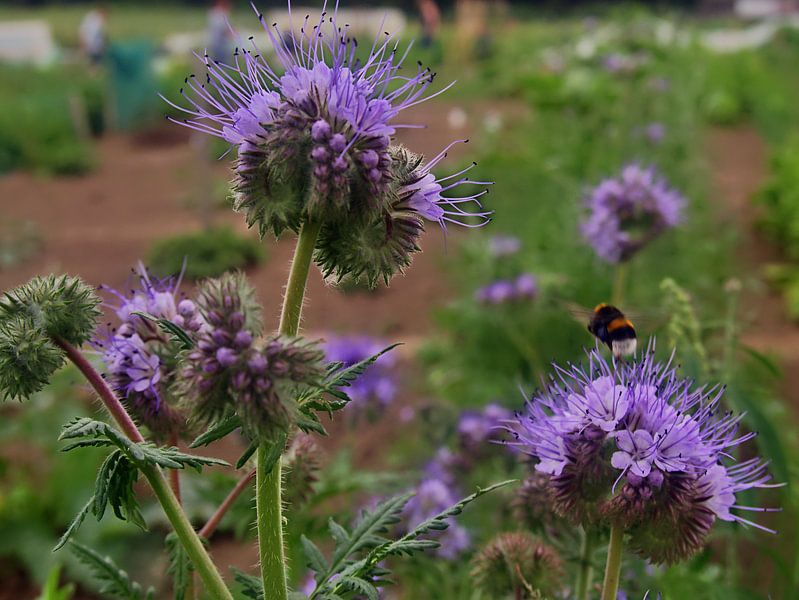 Phacélie 3 par Edgar Schermaul