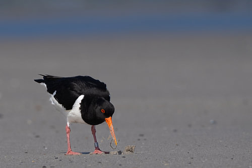 Scholekster foerageert op zandstrand bij de zee