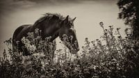 Cheval