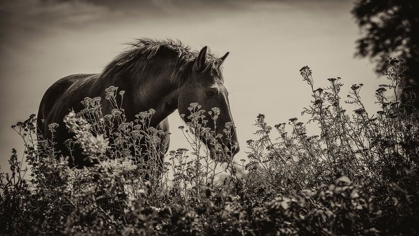 Cheval par Sylvia Duits-Hofland