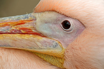 Close-up van een pelikaan
