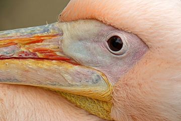Close-up van een pelikaan von Marco Weening