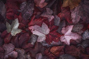 Autumn by Marina de Wit