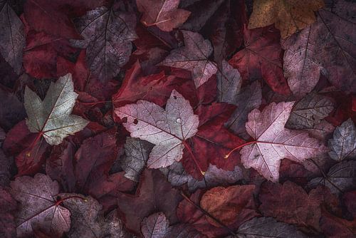 Automne