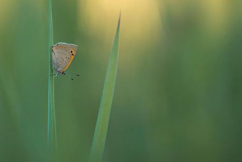 Vuurvlinder in avondlicht