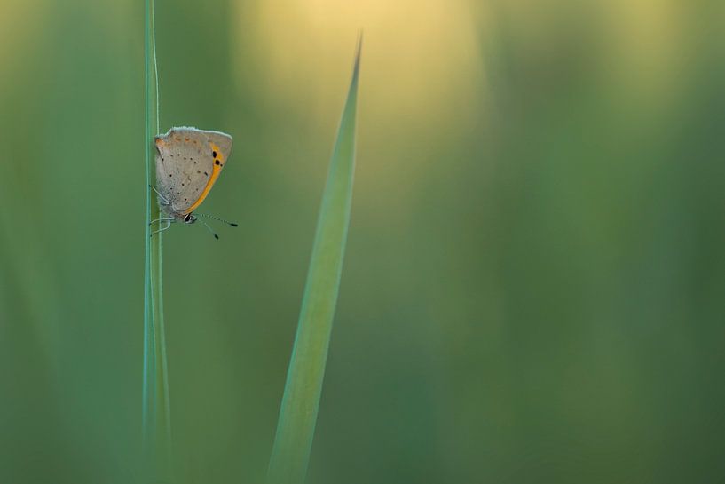 Feu papillon dans la lumière du soir par Lia Hulsbeek Brinkman
