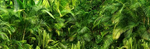 wild green jungle