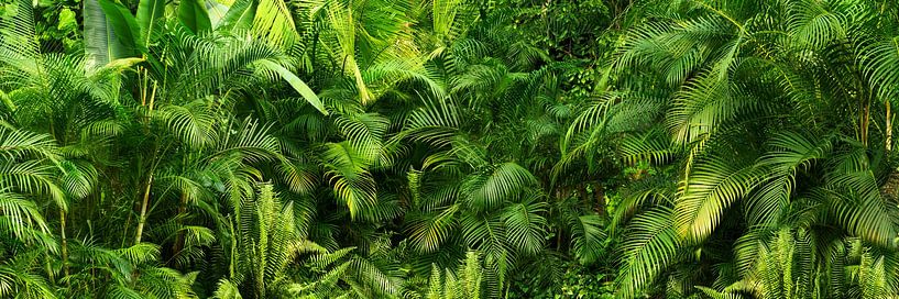 jungle verte et sauvage par Dörte Bannasch