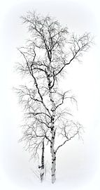 Einsame Birke by Wiltrud Schwantz