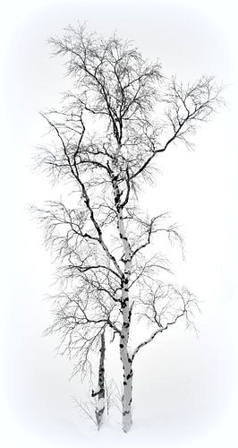 Einsame Birke