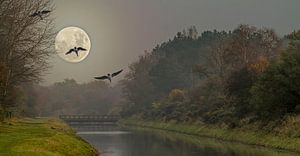 Geese in moonlight sur Irene Lommers