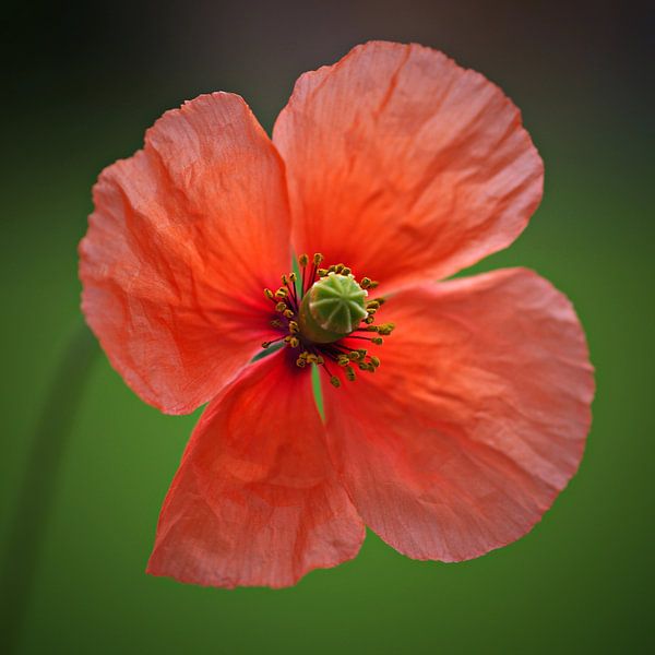 Mohnblume van Gabi Siebenhühner