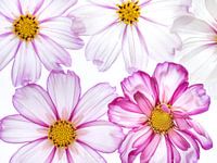 Flower power
