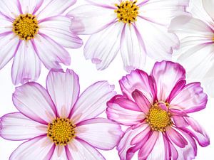 Le pouvoir des fleurs