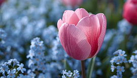Rosa Tulpe mit hellblauen Blüten von Bo Valentino