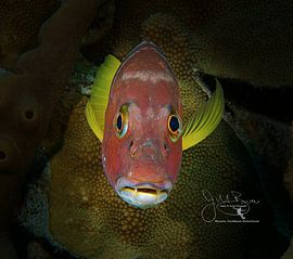 Snapper Smile, Bonaire von Joseph M. Bowen Photography