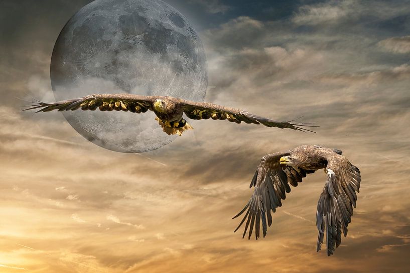 Deux pygargues à tête blanche volent dans un ciel dramatique de pleine lune, orange et noir. par Gea Veenstra