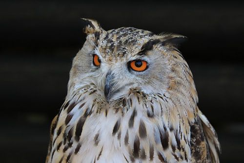 Europese Oehoe (Bubo Bubo)