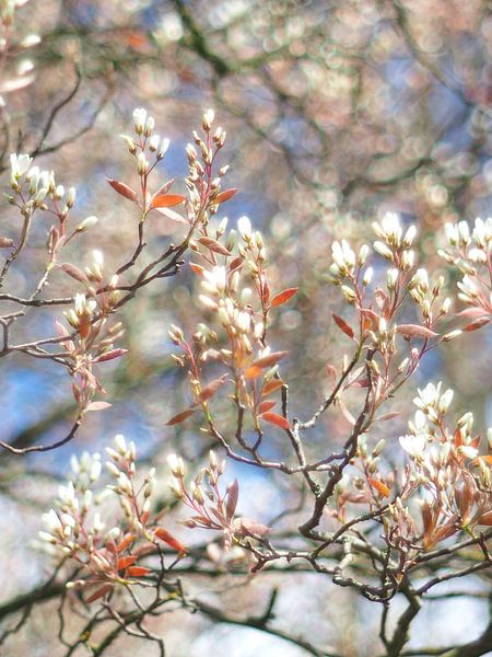 Beautiful blossom soft and white but very powerful by Femke Bos