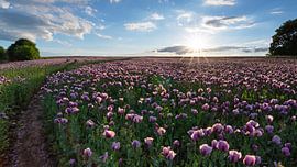 Mohnfeld im Panorama von naturfotografie angela linnemann
