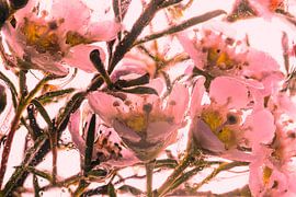 Hoya coloured in ice pink 3