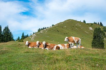 groep melkkoeien op de Hirschhornlkopf, Hoog-Beieren van SusaZoom
