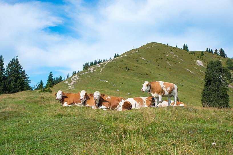 group of milker cows at Hirschhornlkopf mountain, upper bavaria by SusaZoom