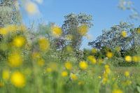 Lente met bokeh van boterbloemen  op de voorgrond