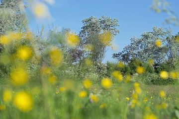 Spring with bokeh of buttercups on the foreground by Judith Cool