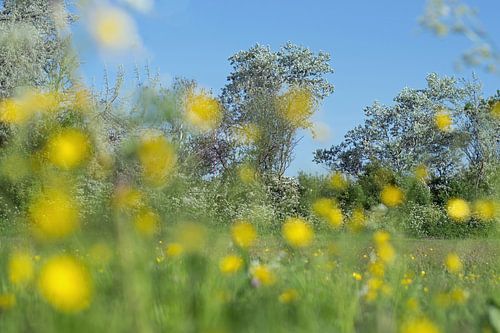 Spring with bokeh of buttercups on the foreground