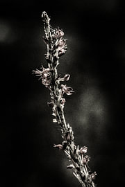 Fleurs sombres en été - n° 06 sur The Olm