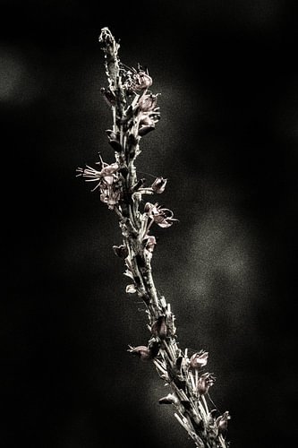 Fleurs sombres en été - n° 06