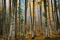 Birken-Spalier in Bayern von Lars van de Goor Miniaturansicht