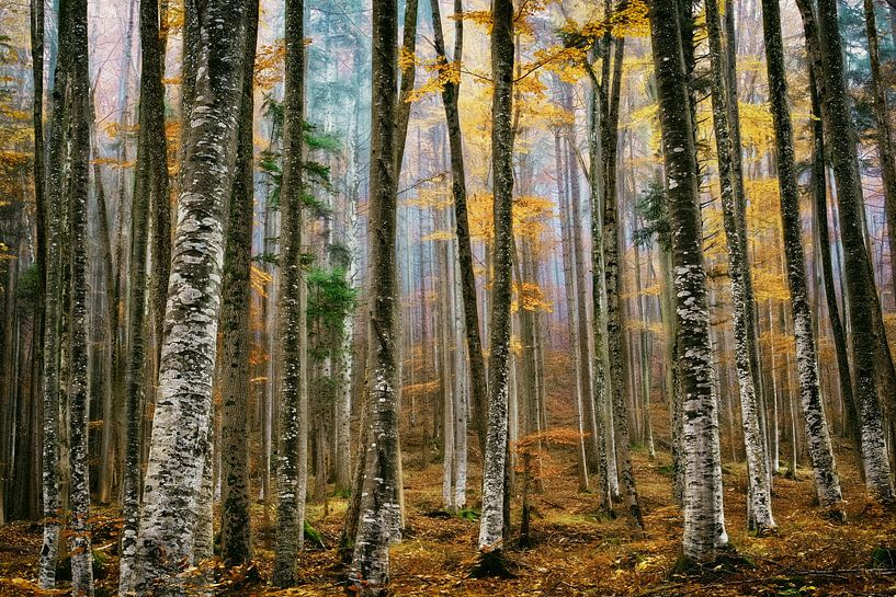 Birken-Spalier in Bayern von Lars van de Goor