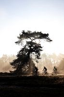 Radfahrer an einem sonnigen Morgen