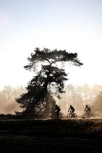 Cyclistes par une matinée ensoleillée