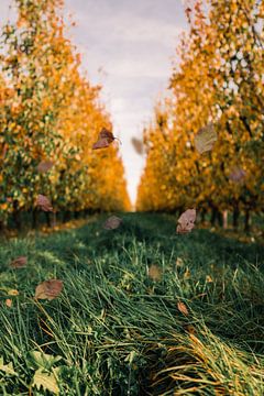 Peren boomgaard in de herfst sur Prachtig  Diepenbeek