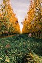 Peren boomgaard in de herfst van Prachtig  Diepenbeek thumbnail