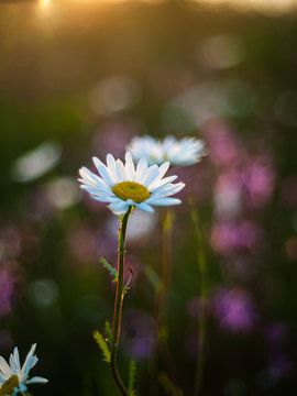 Wilde Margriet In Het Gouden Uur van Mr White Takes Pictures