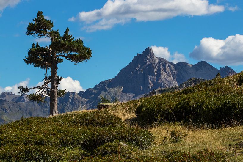 Arbre solitaire dans un paysage de montagne par Dennis Wierenga