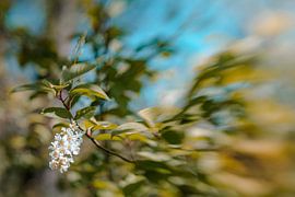 Angenehme Berührung von Hiske Boon