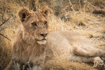 Lion by Family Everywhere